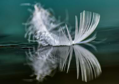 Feather on water