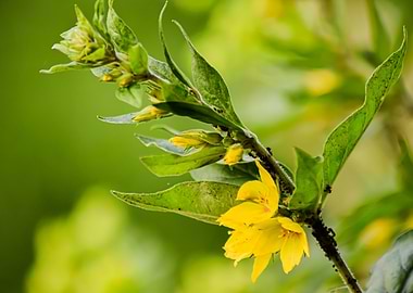 yellow Blossom and Ants