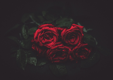Romantic Dark Roses
