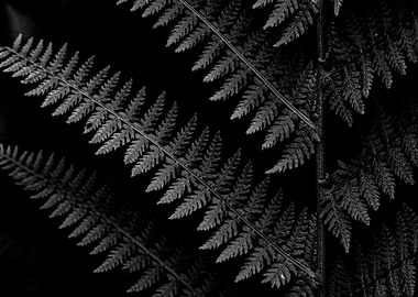 Fern 2