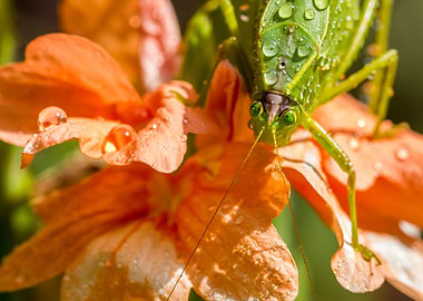 Grasshopper on orange