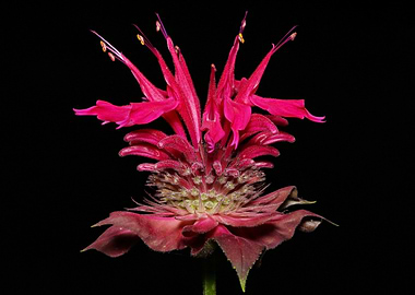 Pink Bergamot Flower