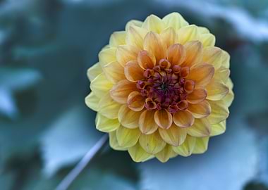 Yellow Dahlia On Blue