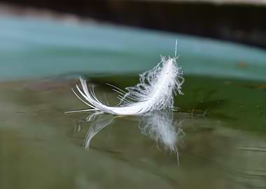 Feather on Water Vol2