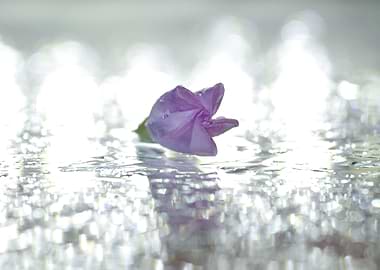 Purple Flower White Ripple