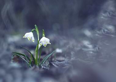 Snowflake Flowers On Lilac
