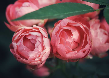 Roses About To Bloom