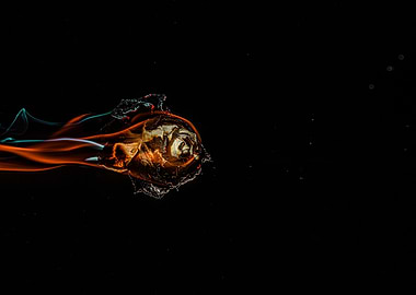 Rose smoke and fire nr 10