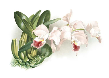 Cattleya Labiata Gaskellia