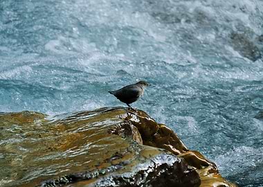 American Dipper