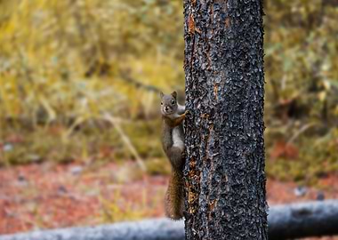 Squirrel in the a tree