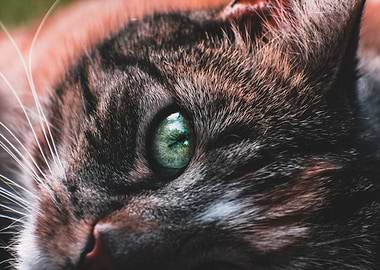 Closeup of Cat eye