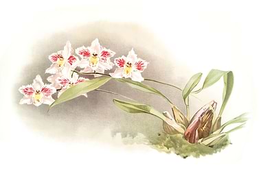 Odontoglossum Crispum