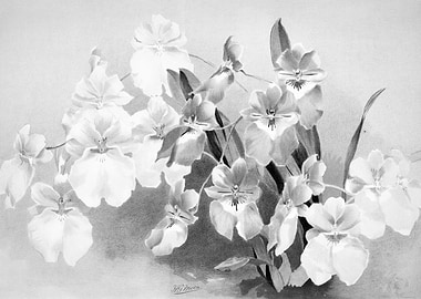 Orchids 1894 Black White