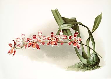 Odontoglossum Leroyanum