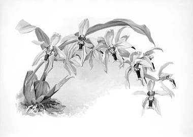 Orchids 1894 Black White