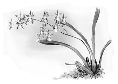Orchids 1894 Black White