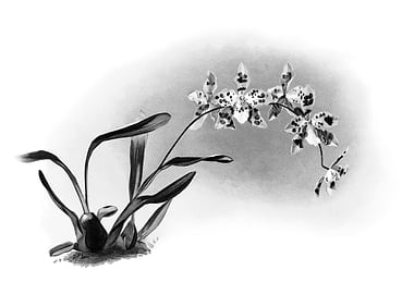 Orchids 1894 Black White