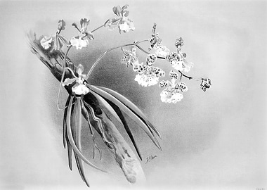 Orchids 1894 Black White