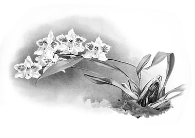 Orchids 1894 Black White