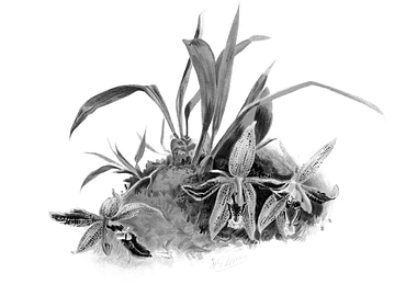 Orchids 1894 Black White