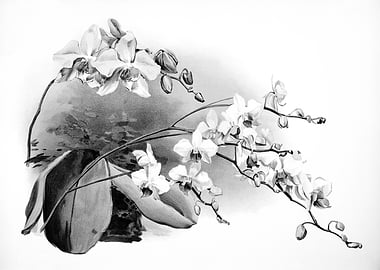 Orchids 1894 Black White