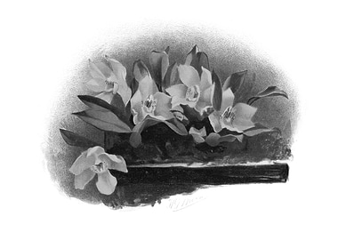 Orchids 1894 Black White