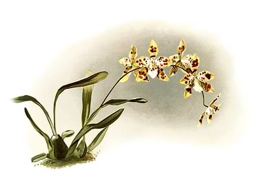 Odontoglossum Excellens