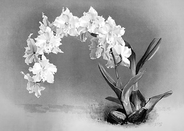 Orchids 1894 Black White