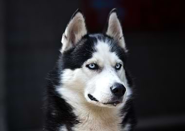 Husky