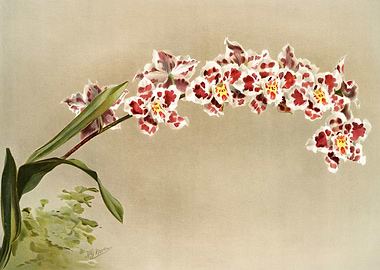 Odontoglossum Crispum Mund