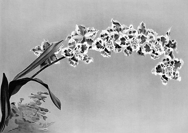 Orchids 1894 Black White