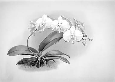 Orchids 1894 Black White