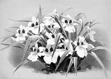 Orchids 1894 Black White
