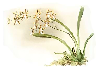 Odontoglossum Sanderianum