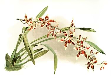 Odontoglossum Coradinei