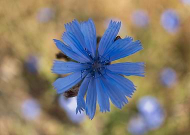 Small Blue Flower