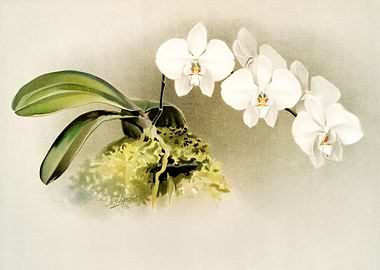 Phalaenopsis Casta