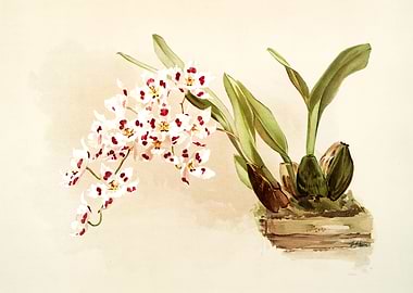 Odontoglossum Pescatorei