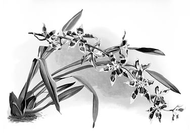 Orchids 1894 Black White