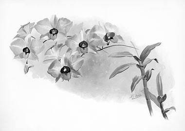 Orchids 1894 Black White