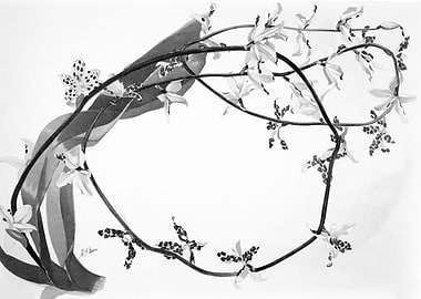 Orchids 1894 Black White