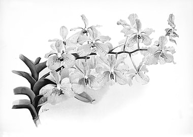 Orchids 1894 Black White