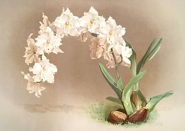Odontoglossum Crispum
