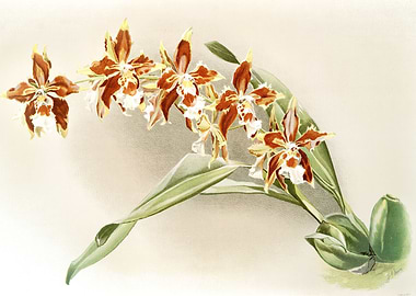 Odontoglossum Luteo Purpur