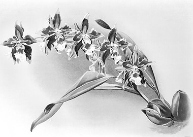 Orchids 1894 Black White