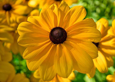 Fluffy Black Eyed Susan