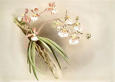 Oncidium Jonesianum