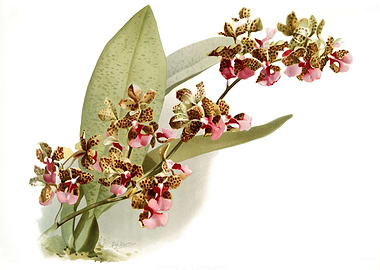 Oncidium Lanceanum