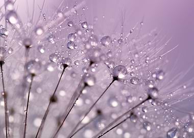 Dewdrops On Dandelions